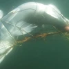 Lưới chống cá mập chỉ đem lại cảm giác “an toàn giả tạo” 