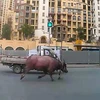 Con bò 400kg gây hỗn loạn tại Trung Quốc, làm 4 người bị thương