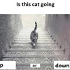 Tranh cãi bức ảnh chú mèo trên cầu thang đang đi lên hay xuống?