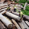 Tây Ninh: Đề nghị chuyển công an điều tra 8 đối tượng phá rừng
