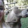 Một du khách Anh bị một chú kangaroo 'photobomb' trong bức ảnh chụp tại vườn thú Australia, Queensland. (Nguồn: Daily Mail Australia)