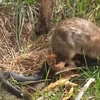 Thỏ mẹ dũng cảm đánh lại con rắn đen lớn để cứu sống con