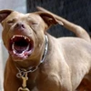 Chó pitbull hung dữ cắn chết một bé trai 6 tuổi ngay tại chỗ