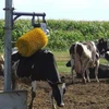 Một con bò đang được làm mát ở miền Bắc Italy. (Nguồn: La Repubblica)
