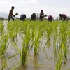 25.000 người nông dân Ấn Độ định tự tử. (Nguồn: Reuters)