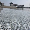 Cá chết hàng loạt trên sông gần nơi xảy ra vụ nổ ở Thiên Tân. (Nguồn: CCTV News)