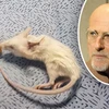 Sergio Canavero cấy ghép thành công trên chuột. (Nguồn: dailystar)