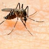 Muỗi Aedes truyền virus Zika. (Nguồn: Getty Images)
