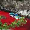Máu cá voi bị săn bắt làm đỏ cả mặt nước. (Nguồn: AP)