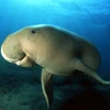 Bò biển có tên khoa học là Dugong (Nguồn: NG)