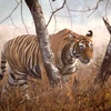 Số cá thể hổ hoang dã trên thế giới tăng. (Nguồn: thehindu.com)