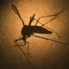 Tiêu diệt muỗi Aedes để phòng virus Zika. (Nguồn: AP)