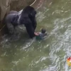Khỉ đột bị bắn chết sau khi lôi đứa bé về chỗ ở của mình. (Nguồn: nbcnews.com)