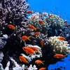 Israel và một số nước Arab tham gia dự án bảo vệ san hô tại Biển Đỏ