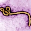 Nhật Bản sẽ nghiên cứu virus ebola. (Nguồn: Kyodo)