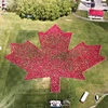 3.942 người mặc áo T-shirt đỏ đã tạo nên "bức tranh" lá phong đặc biệt lớn nhất thế giới. (Nguồn: globalnews.ca)