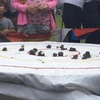 Các con ốc sên tham gia cuộc đua. (Nguồn: edp24.co.uk)