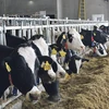 NAFTA 2.0 gây thiệt hại cho ngành nông nghiệp và sữa của Canada