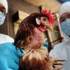 Bệnh nhân nhiễm virus H5N6 sau khi tiếp xúc với gia cầm đã giết mổ. (Ảnh minh họa: AP)