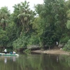 Lực lượng chức năng dùng thuyền để tìm cá sấu trên sông Cầu Đông. (Ảnh: Phan Quân/TTXVN)