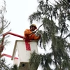 Nhân viên Điện lực Ninh Thuận chặt tỉa cành cây để đảm bảo an toàn lưới điện trước khi bão đổ bộ. (Ảnh: Công Thử/TTXVN)