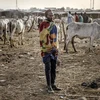 Một người dân chăn nuôi gia sức ở Nigeria. (Nguồn: AFP)