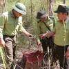 Tăng cường tuần tra, bảo vệ rừng Vườn quốc gia Yok Đôn