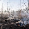 Cây cối bị thiêu trụi trong đám cháy rừng gần nhà máy điện hạt nhân Chernobyl, Ukraine ngày 12/4. (Ảnh: AFP/TTXVN)