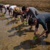 Nông dân trồng lúa trên cánh đồng ở tỉnh Chongsan-ri, Triều Tiên. (Ảnh: AFP/TTXVN)