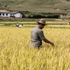 Nông dân làm việc trên một cánh đồng lúa ở tỉnh Nam Hamgyong, Triều Tiên. (Ảnh: AFP/TTXVN)