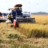 Đồng Tháp đưa máy gặt đập liên hợp vào thu hoạch lúa. (Ảnh: Nguyễn Văn Trí/TTXVN)