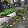 [Video] Hai người bị thương do nhánh cây rơi xuống đường