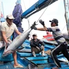 Ngư dân thu hoạch cá ngừ đại dương. (Ảnh: Nguyễn Dũng/TTXVN)