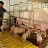 Trang trại chăn nuôi lợn. (Ảnh: Vũ Sinh/TTXVN)