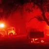 Lính cứu hỏa dập lửa cháy rừng ở Calistoga, bang California, Mỹ ngày 1/10. (Ảnh: AFP/TTXVN)