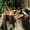Cây gỗ Bạch Tùng cổ thụ hàng trăm năm tuổi, dài tới 50m bị chặt hạ. (Ảnh: Đặng Tuấn/TTXVN)