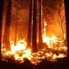 Cháy rừng ở bang California. (Nguồn: phys.org)