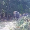 Xác minh vụ việc một người chấn thương nặng nghi do bị voi rừng quật