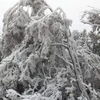 Yên Bái: Vùng cao Trạm Tấu xuất hiện băng giá, sương muối