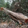 Điều tra, xử lý vụ khai thác, vận chuyển gỗ trái phép ở Mang Yang