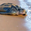 Ấp nở thành công loài rùa biển lớn nhất thế giới tại Ecuador