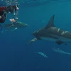 Thử thách du lịch mạo hiểm lặn cùng cá mập tại Nam Phi