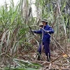 Sắp tham vấn điều tra chống bán phá giá đường mía xuất xứ Thái Lan