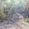 Nghệ An: Cảnh báo cháy rừng ở cấp cực kỳ nguy hiểm