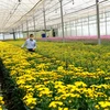Gia đình ông Lê Mỹ Thành (phường 7, thành phố Đà Lạt, Lâm Đồng) có 7.000m2 nhà kính trồng hoa cúc để liên kết xuất khẩu hoa sang Australia. (Ảnh: Nguyễn Dũng/TTXVN)