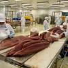 Xuất khẩu cá ngừ gặp trở ngại bởi nhiều yếu tố bất lợi