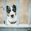 Bỉ: Những người ngược đãi động vật có thể lĩnh án tới 10 năm tù