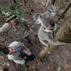 Giới khoa học Australia cảnh báo nguy cơ tuyệt chủng loài koala