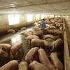 Giá lợn hơi đang tăng từng ngày, phổ biến từ 35.000-45.000 đồng mỗi kg