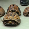 Hà Nội: Phát hiện khoảng 100 cá thể rùa quý hiếm giấu trong cốp ôtô